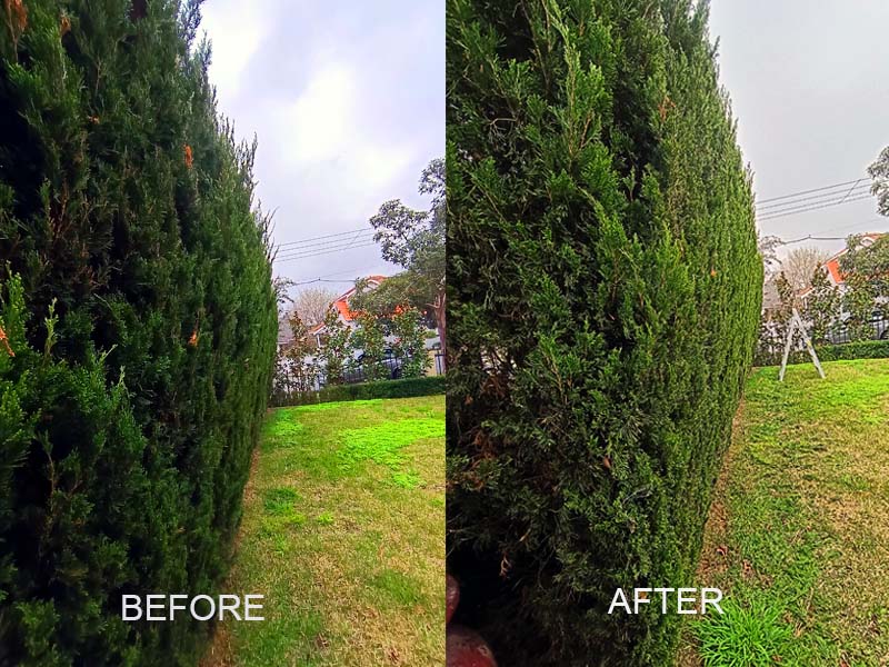 hedge_trimming