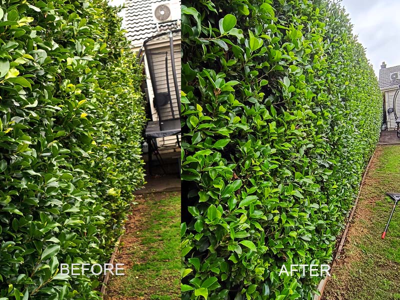 hedge_trimming