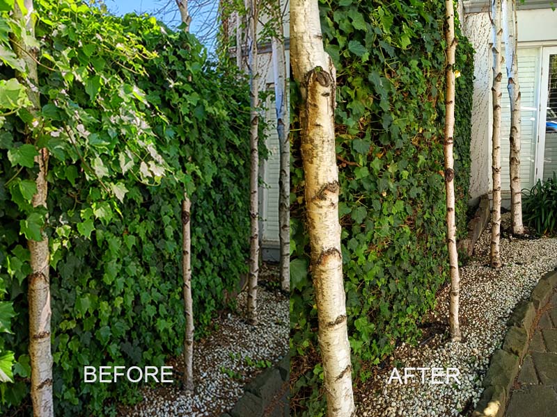 hedge_trimming