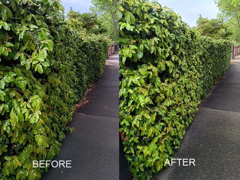 hedge_trimming
