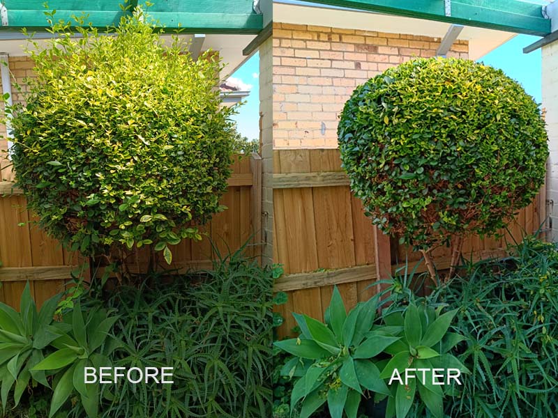 hedge_trimming