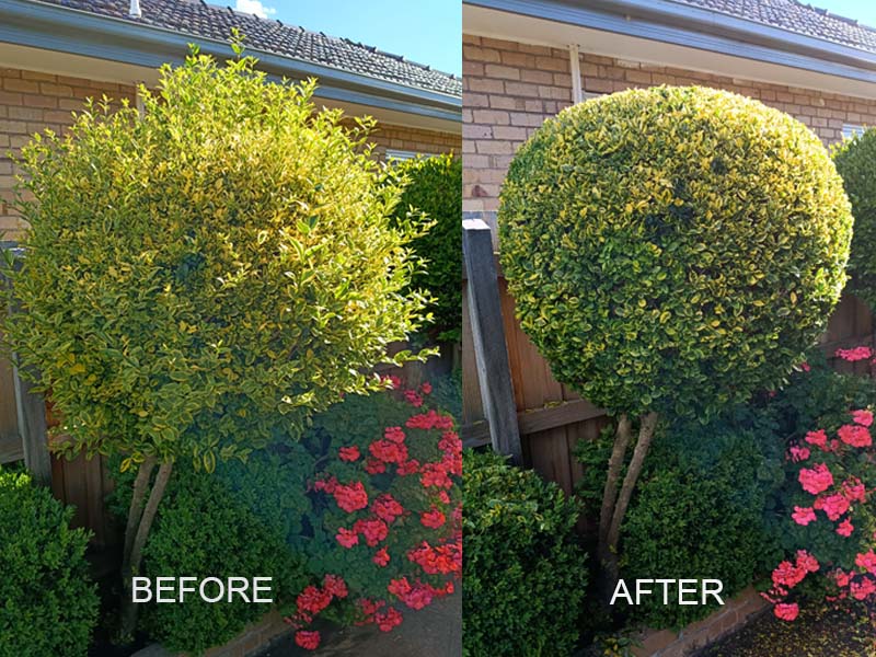 hedge_trimming