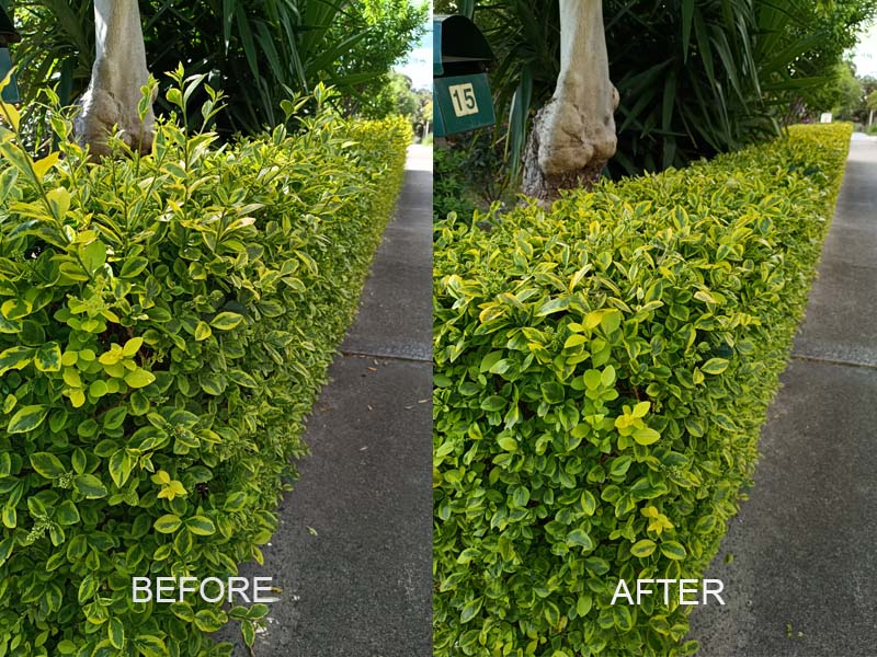 hedge_trimming