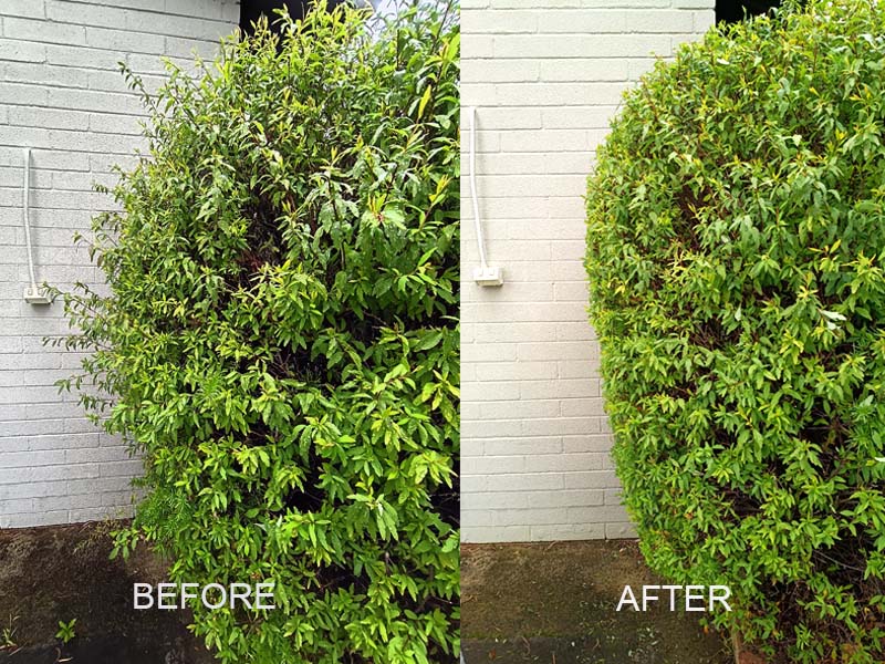 hedge_trimming