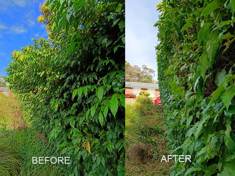hedge_trimming