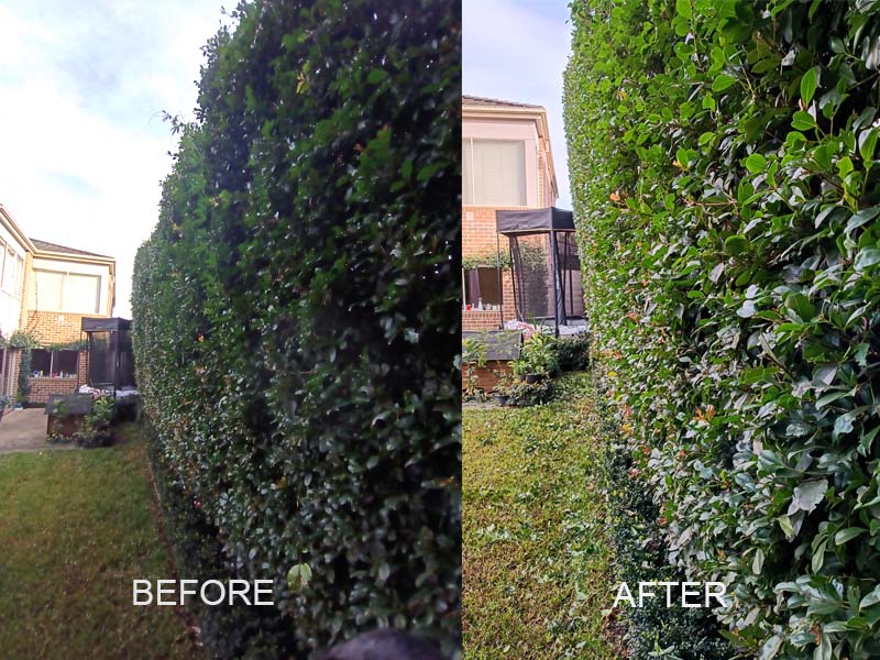hedge_trimming