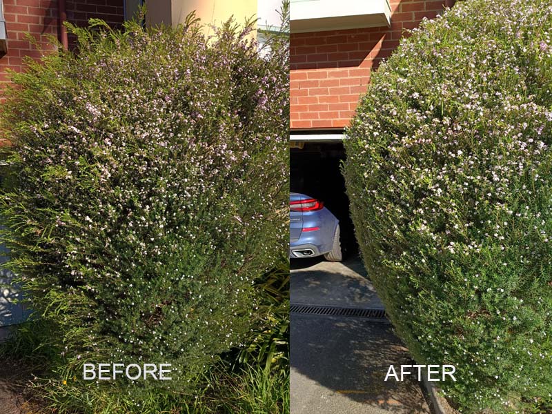 hedge_trimming